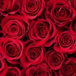 Valentine’s Day party